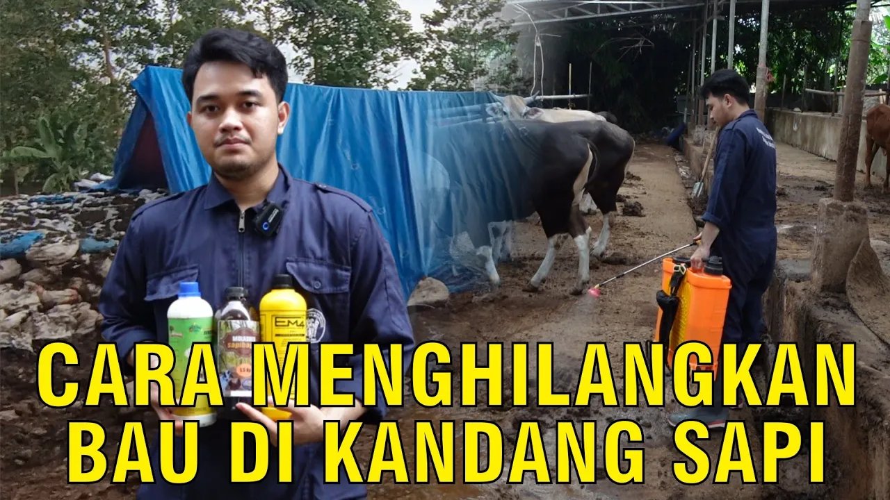 
                                 Cara-Menghilangkan-Bau-Kandang-Sapi